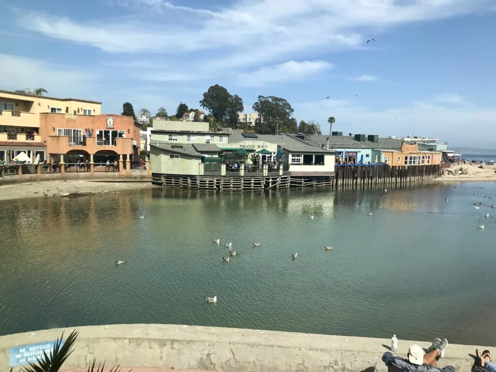 a group of birds on a body of water