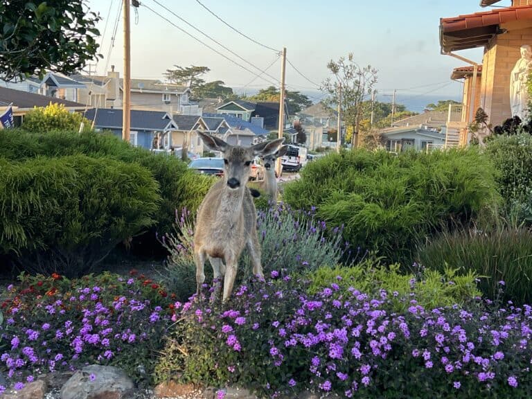 Is Pacific Grove worth a visit? 71 Ferocious Deer in Pacific Grove