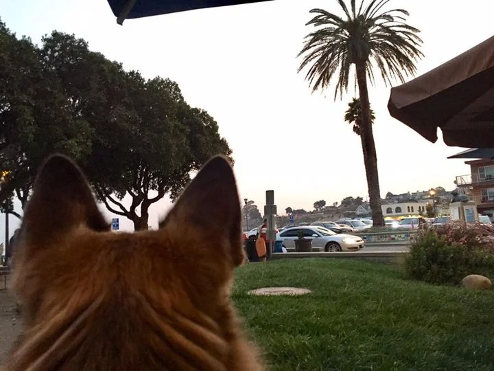 My Favorite Spots to Eat in Capitola: Best Restaurants by a Local 2 BritView