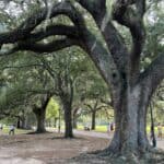 A Solo Female Traveler’s Guide to 2 Magical Days in Savannah Savannah Forsythe Park Trees with Spanish Moss