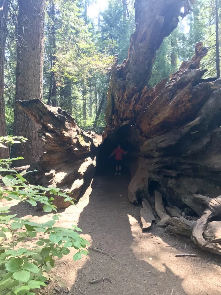 Is Arnold California worth visiting? 4 Big Trees State Park