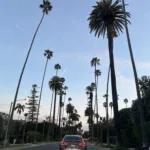 Palm Tree Lined Street in Los Angeles