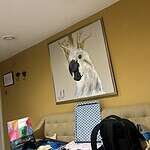 Queensberry Hotel parrot painting
