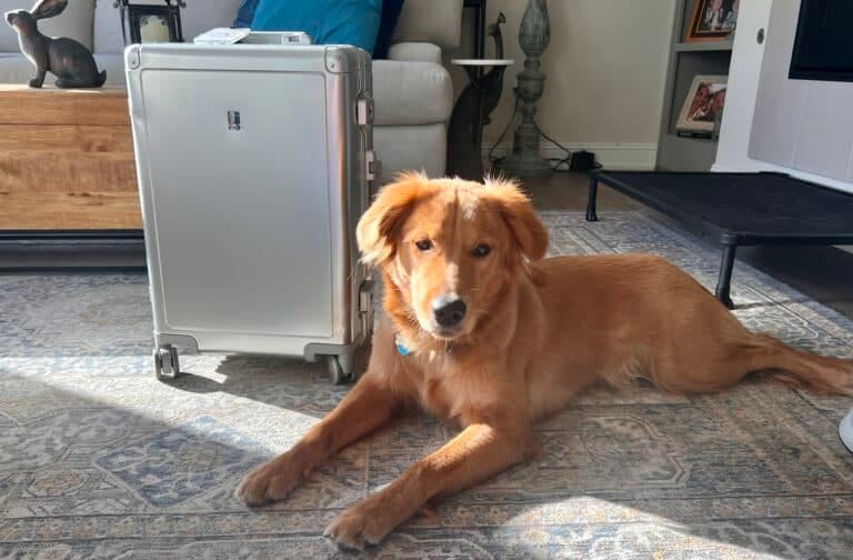 Level8 Gibraltar aluminum suitcase with Golden Retriever