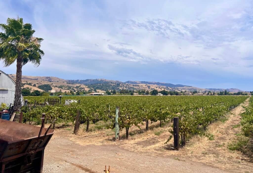 Guglielmo Winery vineyards