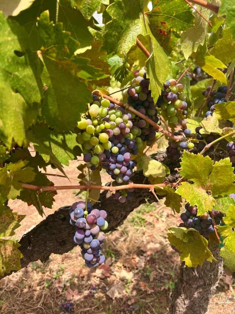 Guglielmo Winery vineyards