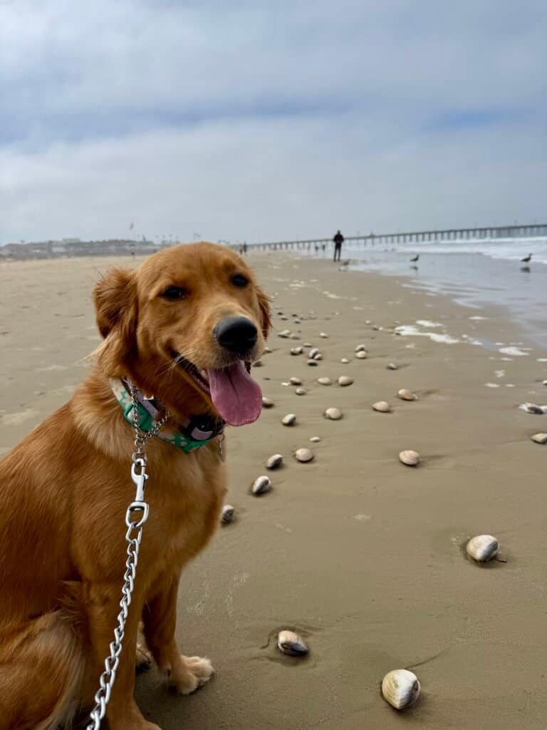 Pacific Point Resort Pismo Beach Review: What It’s Really Like to Stay (With My Dog) 8 Ellie May, a young golden retriever, nosing at clams in the wet sand on Pismo Beach