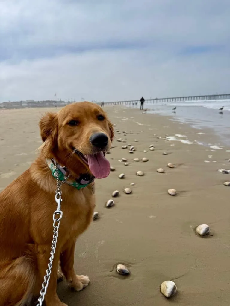 Pacific Point Resort Pismo Beach Review: What It’s Really Like to Stay (With My Dog) 8 Ellie May, a young golden retriever, nosing at clams in the wet sand on Pismo Beach