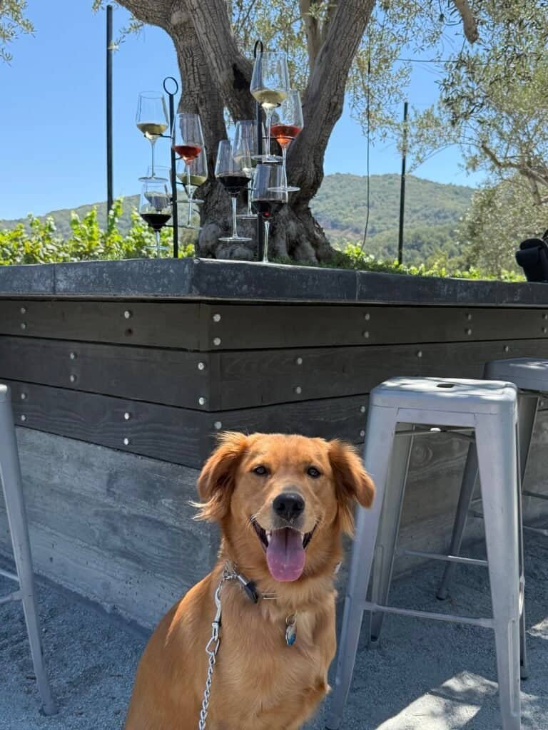 Golden Retriever with wine flight at MOHI Ranch Winery