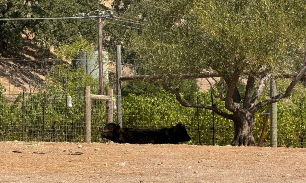 MOHI Ranch cow
