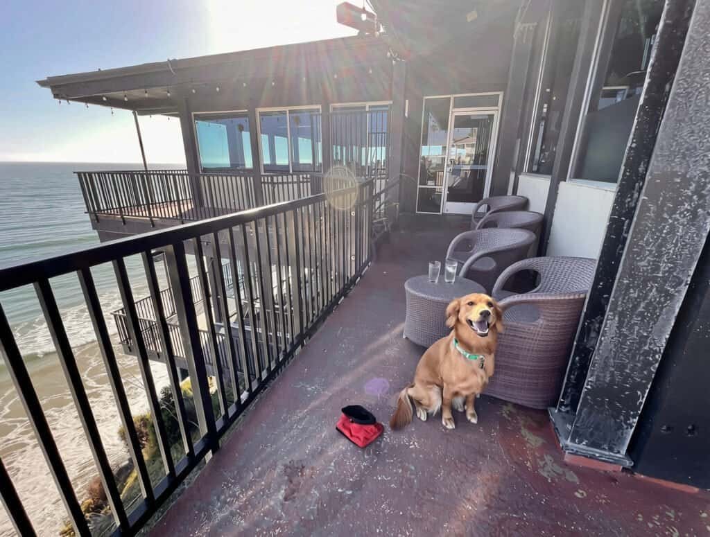 Pacific Point Resort Pismo Beach Review: What It’s Really Like to Stay (With My Dog) 3 A golden retriever lying on the outdoor deck at Ventana Grill in Pismo Beach, with ocean views behind her