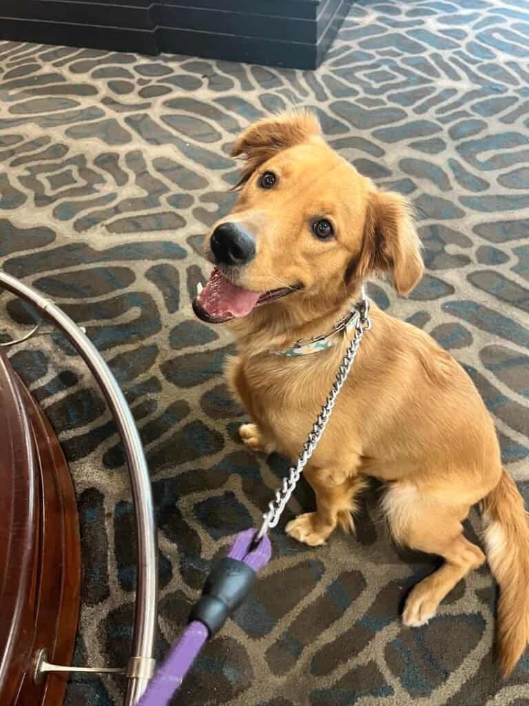 Crowne Plaza Palo Alto Review: The Beatles, a Balcony, and a Dog Who Ruined My Pool Plans 4 My Golden Retriever Ellie at the Crowne Plaza Palo Alto