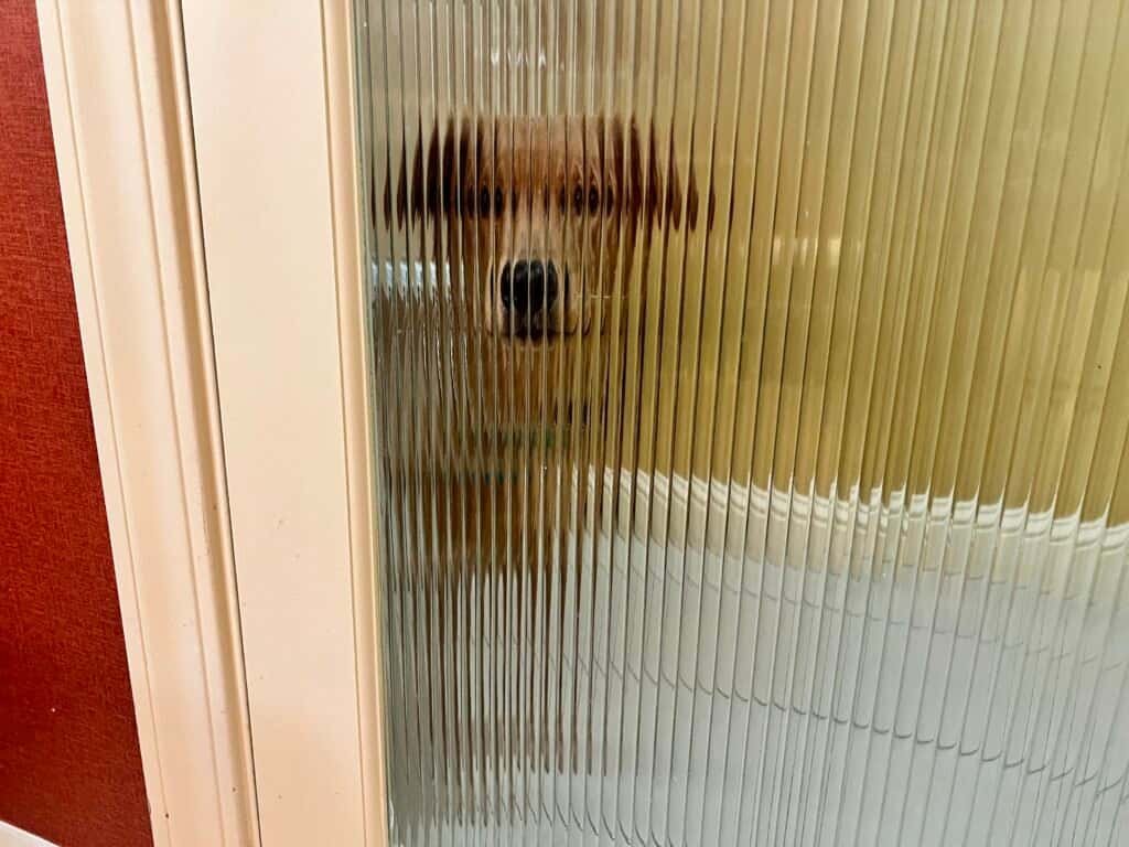 Crowne Plaza Palo Alto Review: The Beatles, a Balcony, and a Dog Who Ruined My Pool Plans 13 Ellie the Golden Retriever peeking through the bathroom doorway of our Crowne Plaza Palo Alto suite