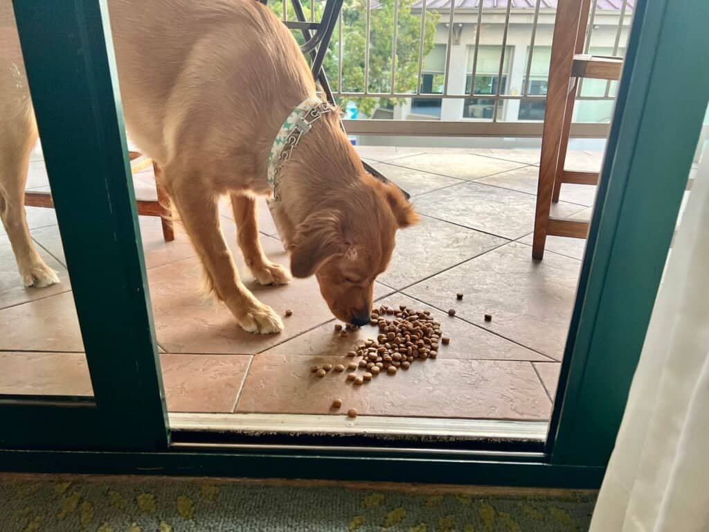 Crowne Plaza Palo Alto Review: The Beatles, a Balcony, and a Dog Who Ruined My Pool Plans 7 Balcony at our Crowne Plaza Palo Alto junior suite